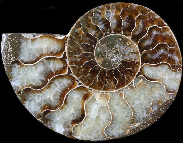 Agatized Ammonite Fossil (Half) #39647